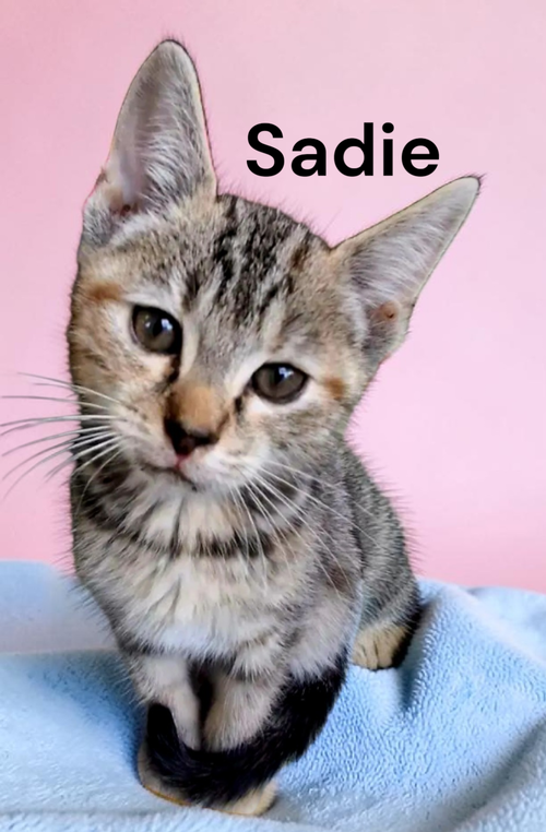 Sadie, an adoptable Tabby in Kilmarnock, VA