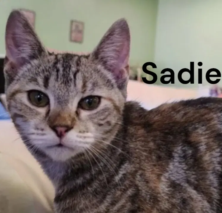 Sadie - Tabby