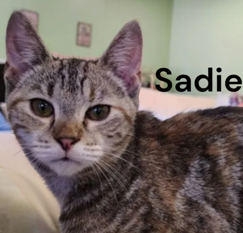 Sadie, a cat for adoption from Garfield's Rescue, Inc.