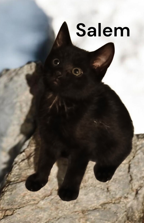 Salem, an adoptable Domestic Short Hair in Kilmarnock, VA