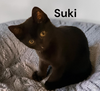 Suki