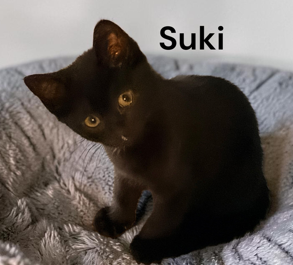 Suki