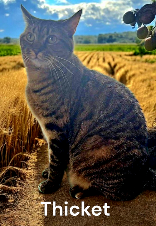 Thicket, an adoptable Tabby in Kilmarnock, VA