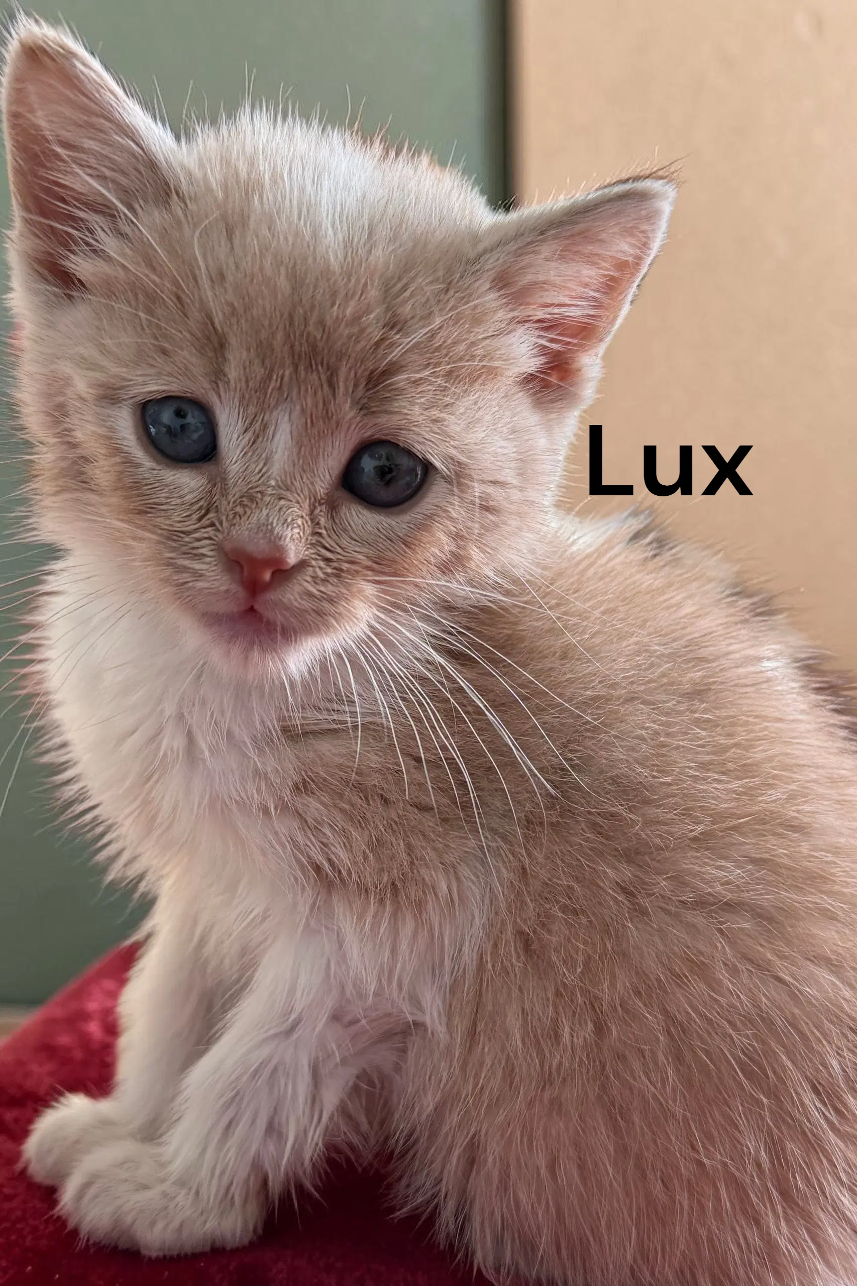 Lux image 2