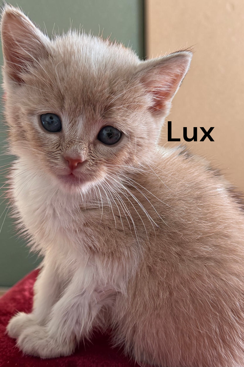 Lux, an adoptable Tabby in Kilmarnock, VA