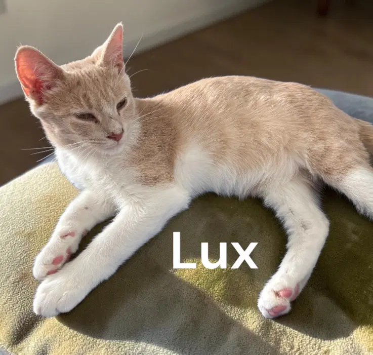 Lux image 1