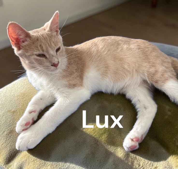 Lux