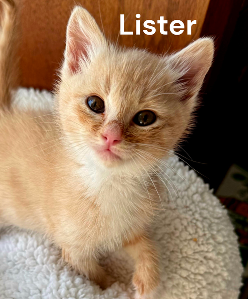 Lister, an adoptable Tabby in Kilmarnock, VA