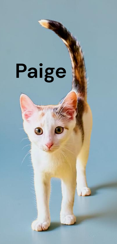 Paige, Baby Calico, cat for adoption in Hampton, Virginia