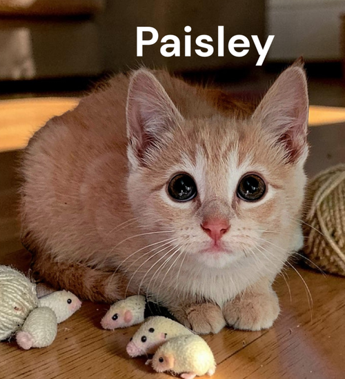 Paisley