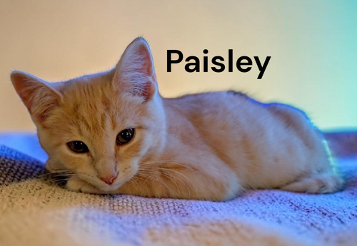 Paisley, Baby Tabby, cat for adoption in Hampton, Virginia