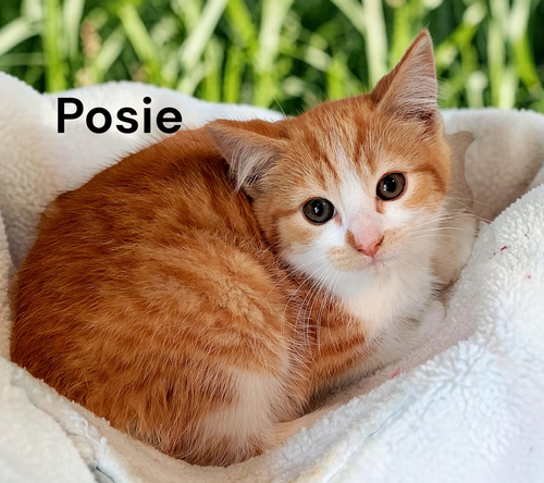 Posie