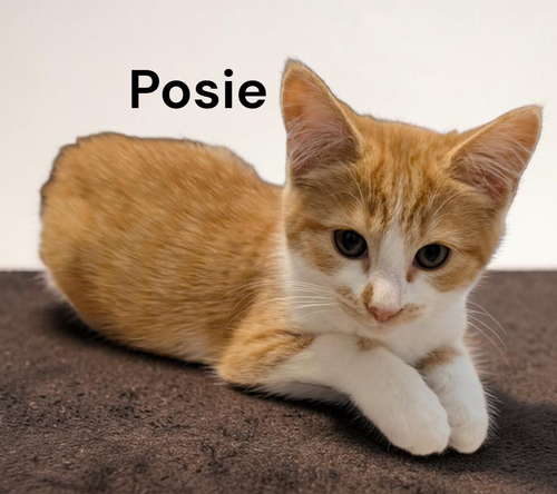 Posie, an adoptable Tabby in Kilmarnock, VA