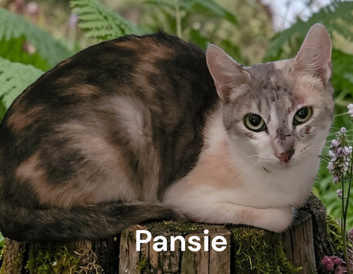 Pansie