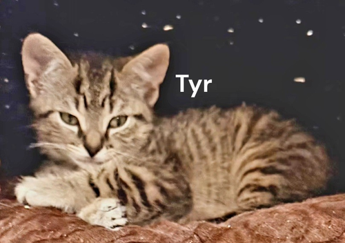 Tyr, Baby Tabby, cat for adoption in Hampton, Virginia