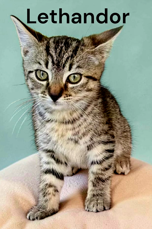 Lethandor, Baby Tabby, cat for adoption in Newport News, Virginia