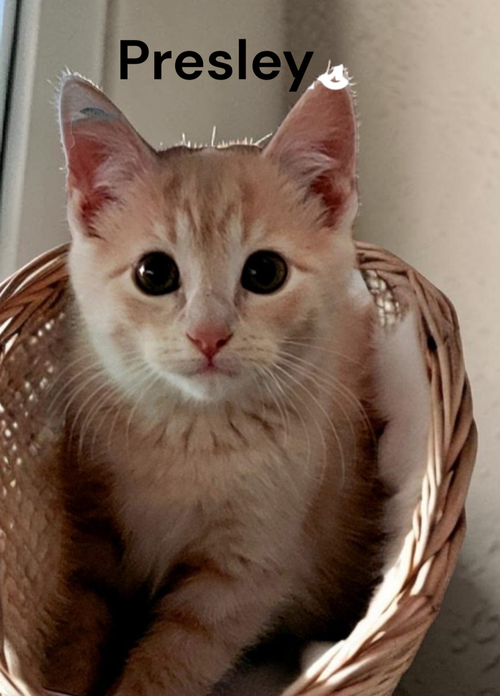 Presley, Baby Tabby, cat for adoption in Kilmarnock, Virginia