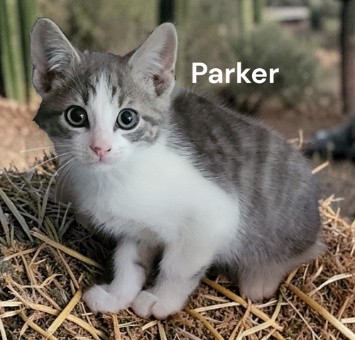 Parker