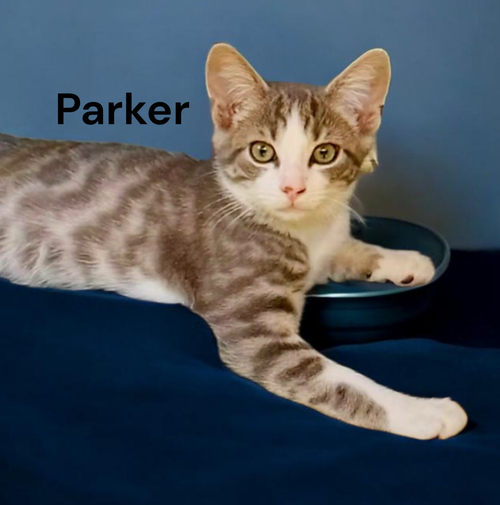 Parker, Baby Tabby, cat for adoption in Hampton, Virginia