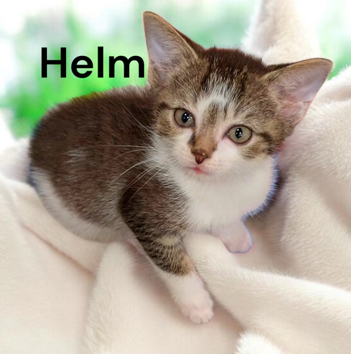 Helm