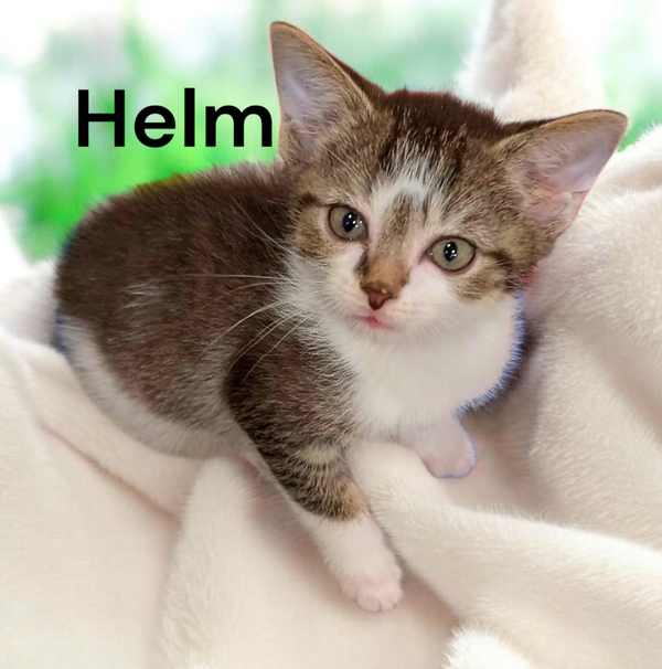 Helm