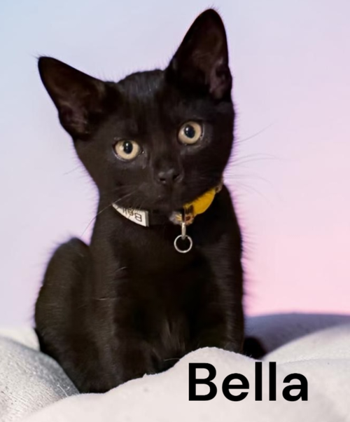 Bella, an adoptable Domestic Short Hair in Kilmarnock, VA