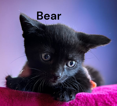 Bear