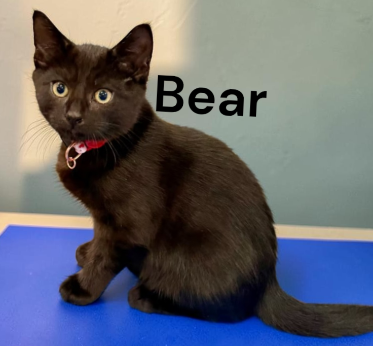 Bear