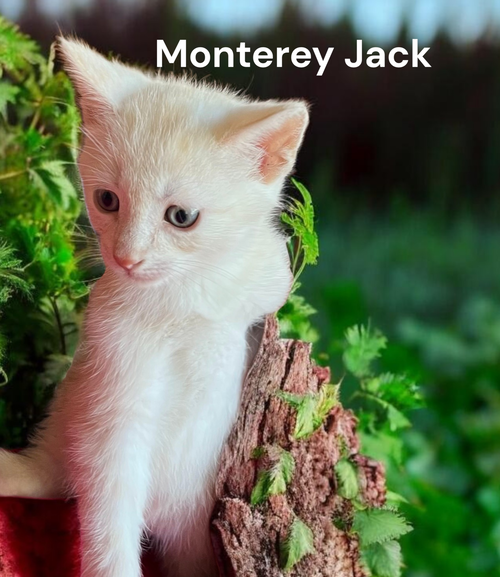 Monterey Jack