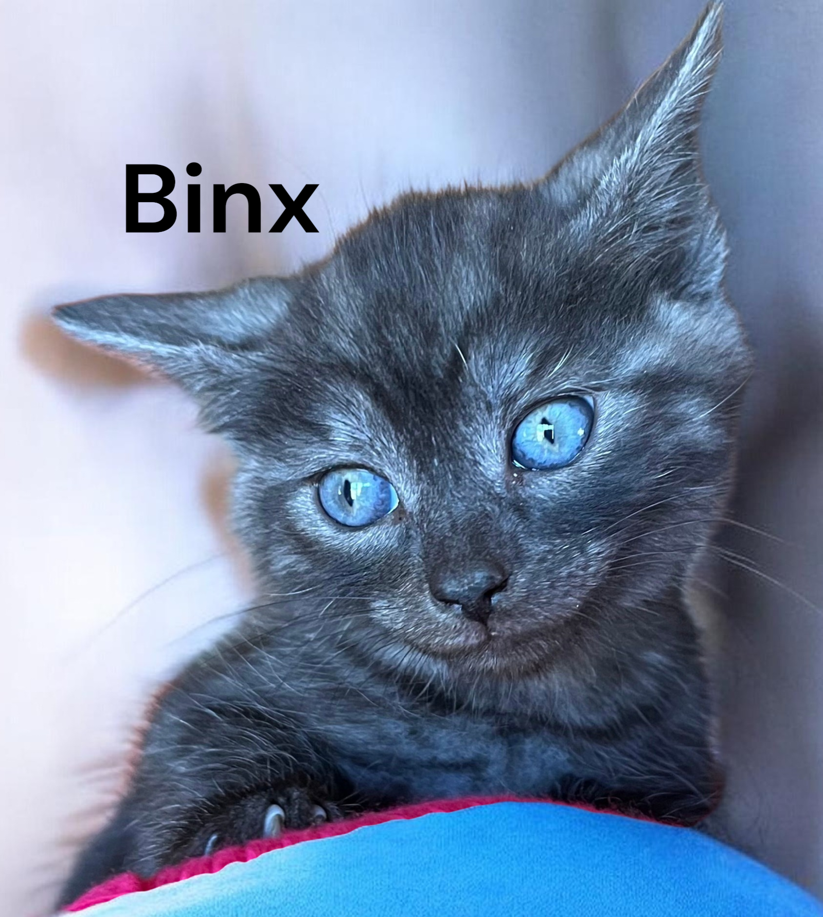 Binx