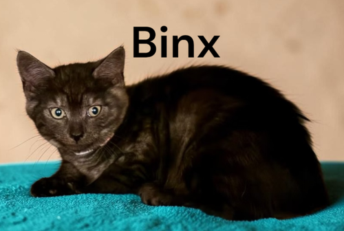 Photo 2 of Binx