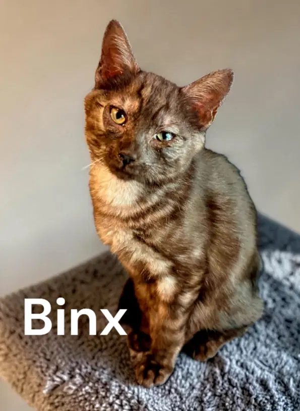 Binx - Domestic Short Hair