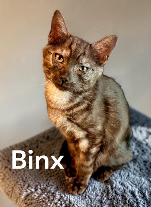Binx