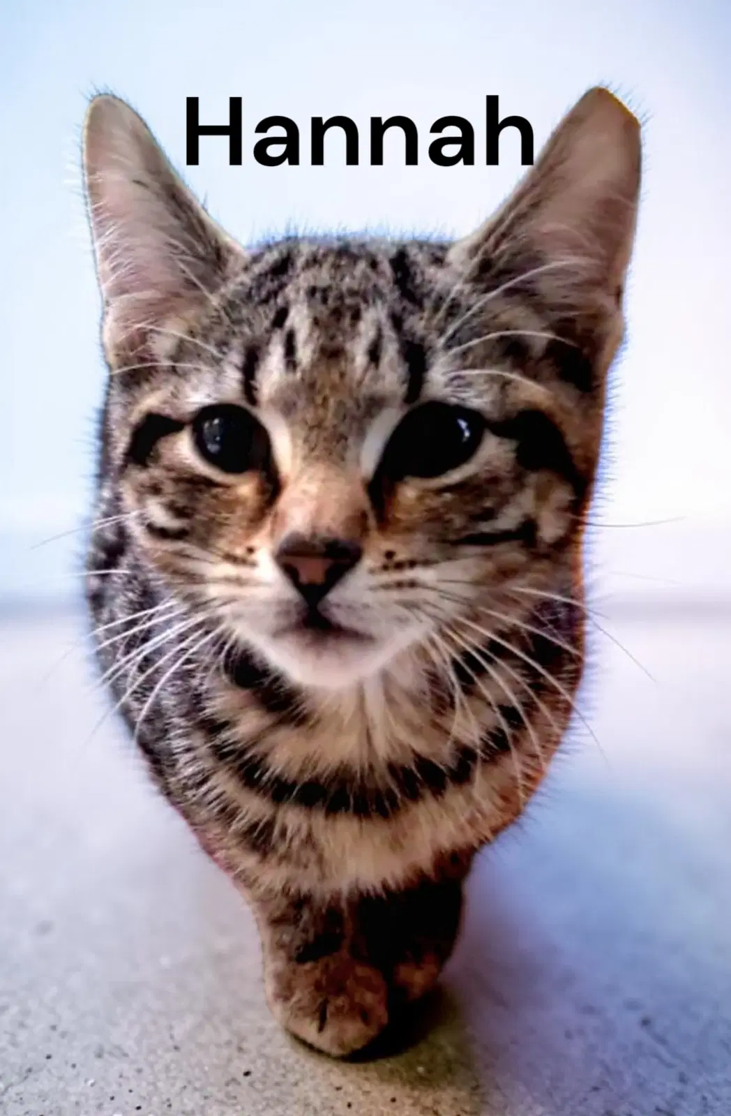 Hannah - Tabby