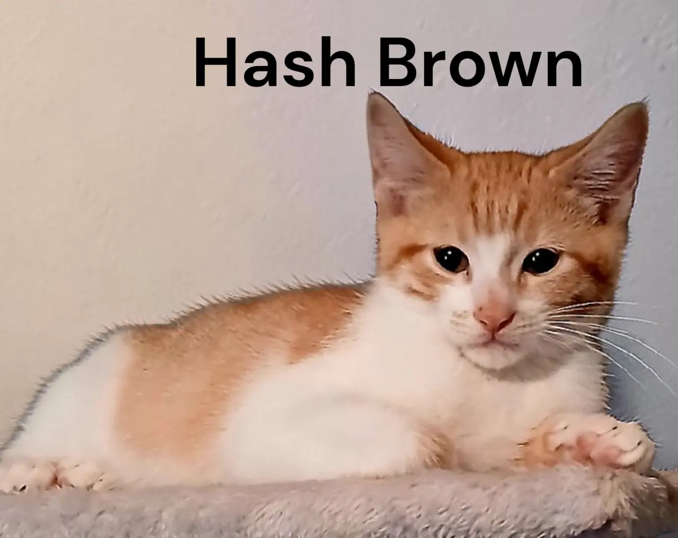 Hash Brown image 2