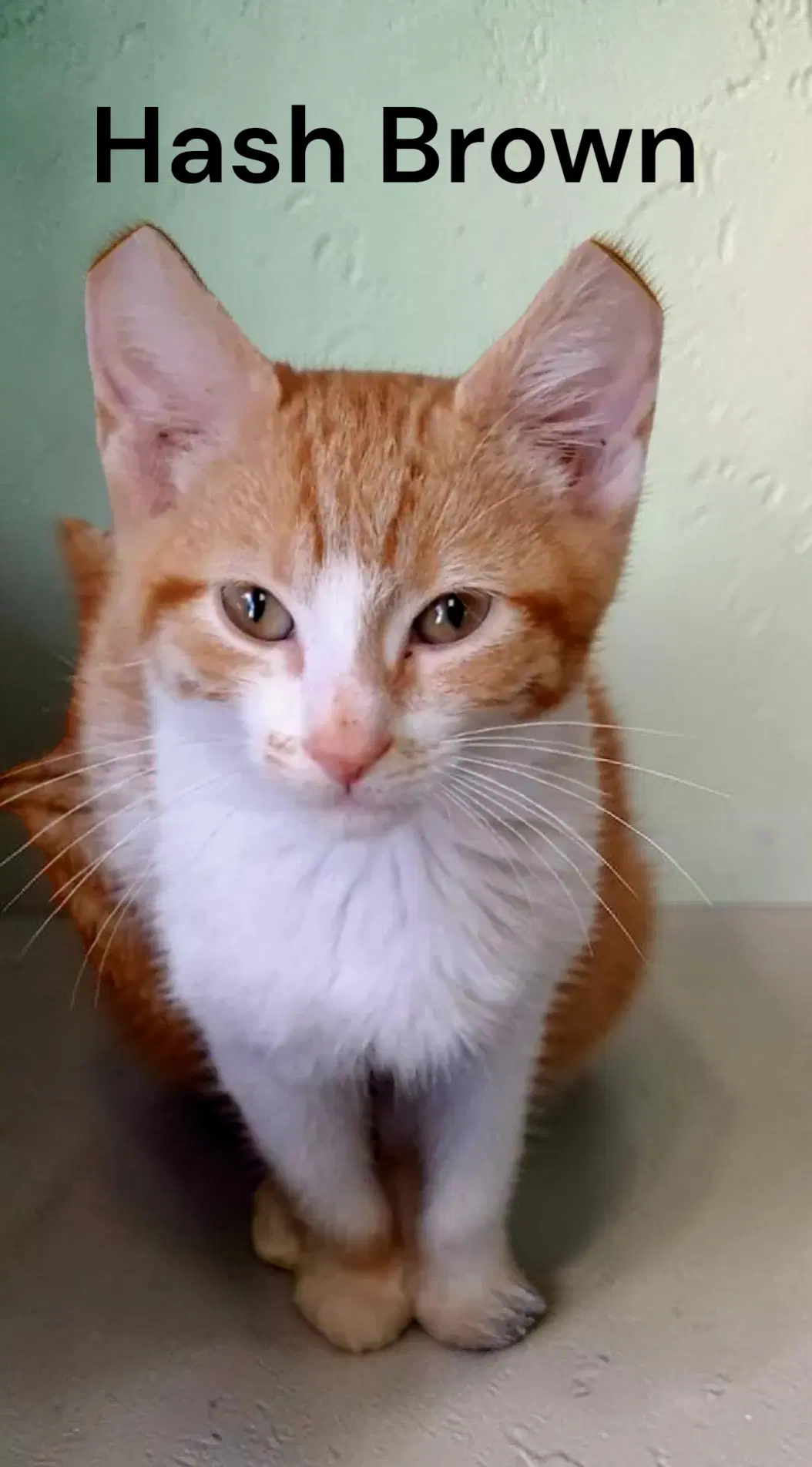 Hash Brown - Tabby