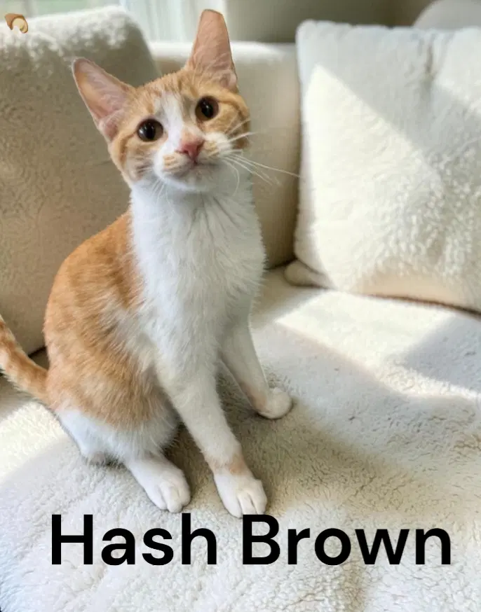 Hash Brown - Tabby