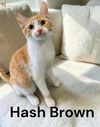Hash Brown