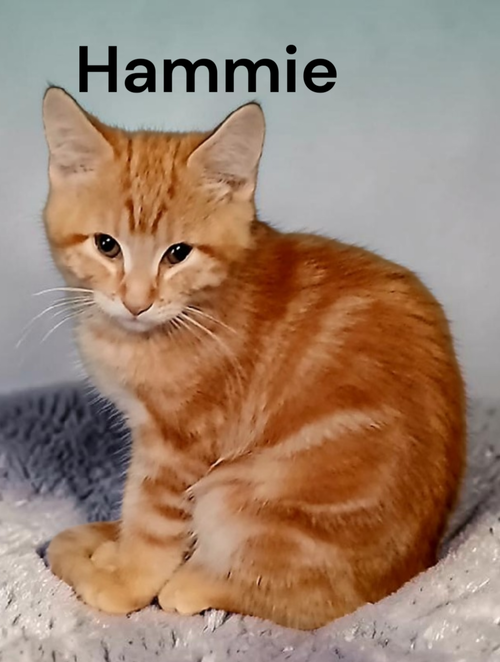 Hammie