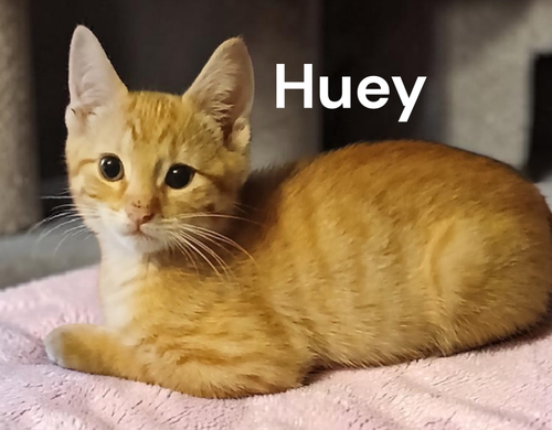 Huey