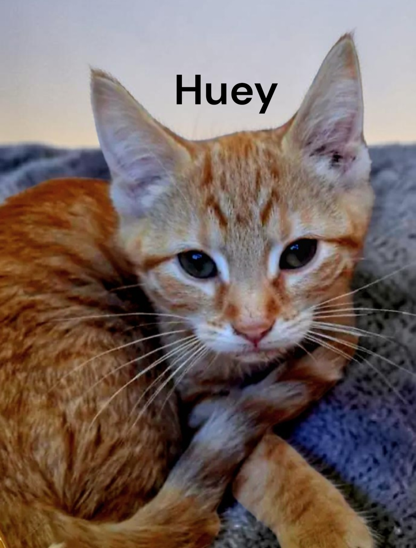 Huey