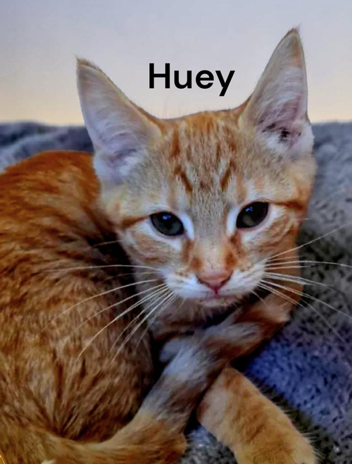 Huey, Baby Tabby, cat for adoption in Hampton, Virginia