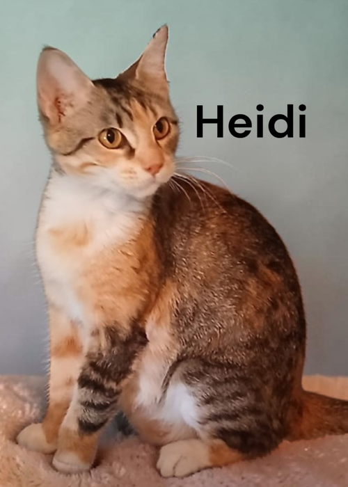 Heidi
