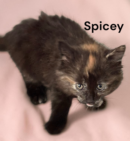 Photo 2 of Spicey