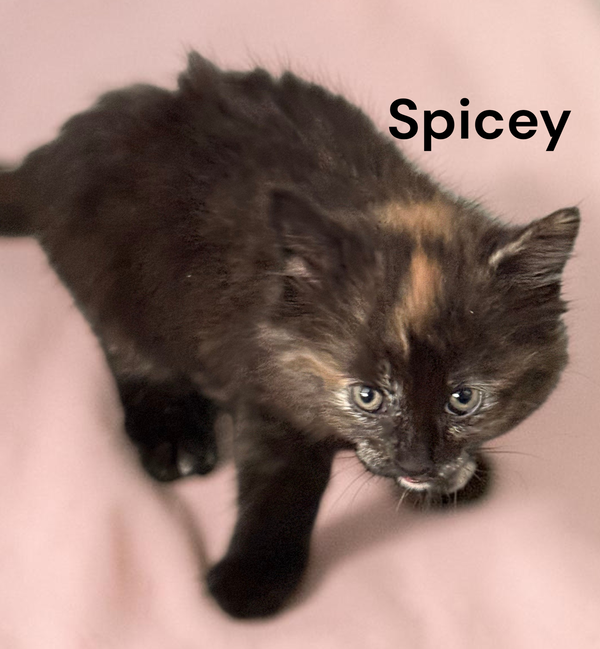 Spicey