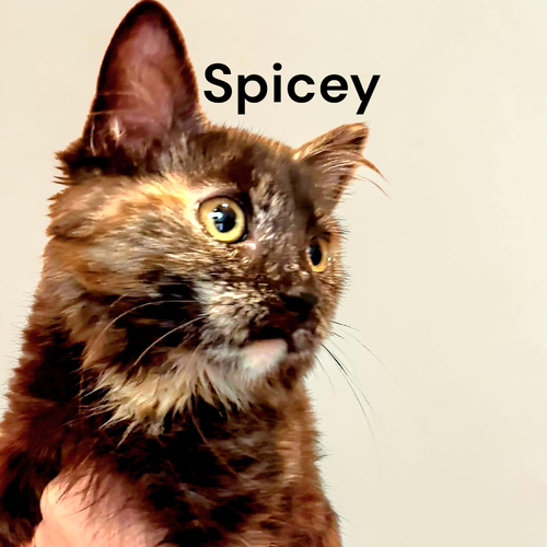 Spicey, a cat for adoption from Garfield's Rescue, Inc.
