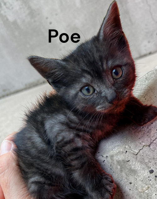 Photo 3 of Poe