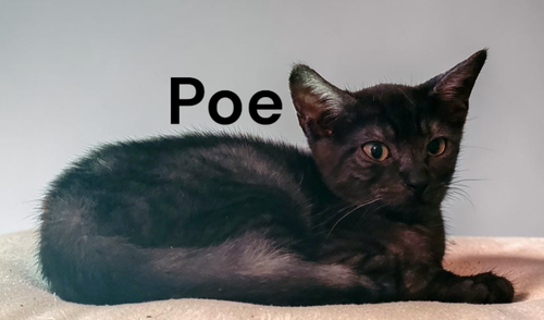 Photo 2 of Poe