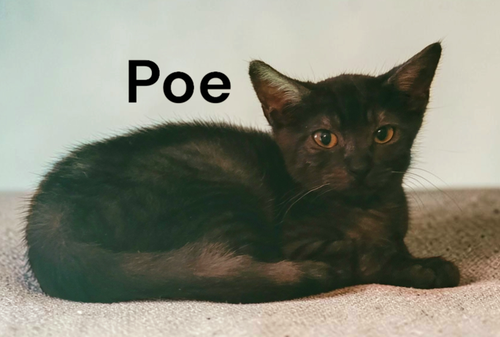 Poe, a cat for adoption from Garfield's Rescue, Inc.