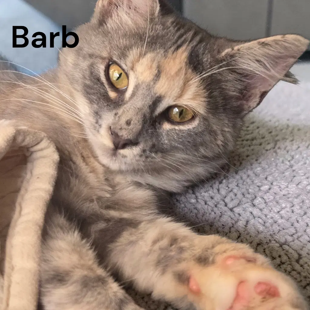 Barb - Dilute Calico